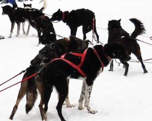 Dog-Sled-10