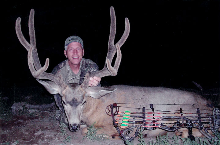 Colorado Mule Deer - Velvet Buck