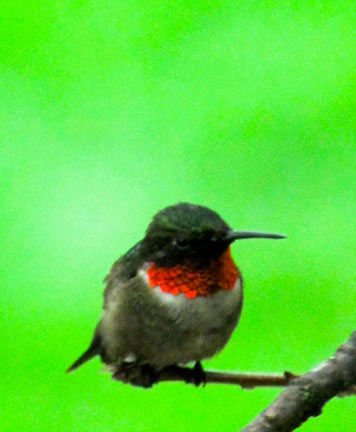 #2-male-hummingbird