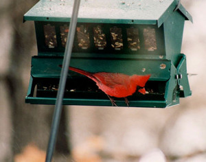 Male cardinal picks out his favorite seeds.
