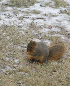 Squirrel feeds on spilled seeds – on the ground – where it belongs! (photo by Darial Weisman)