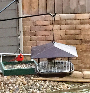 Cardinal perches on platform feeder. (photo by Darial Weisman)