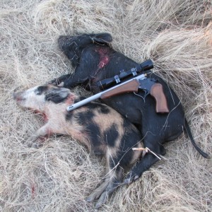 Pictured are 2 pigs the author took with his pistol at 60 & 75 yards “just for the experience”.