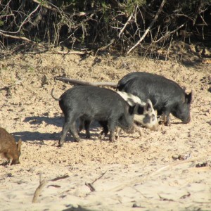 wild pigs 2