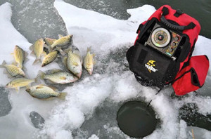 Yellow bass and crappies from Minnewashta last winter.  (photo by Steve Weisman)