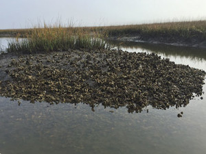 Oyster bed during low tide.