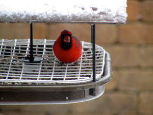 1b-out-the-back-door-cardinal-feeder