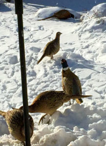 2-out-the-back-door-pheasants