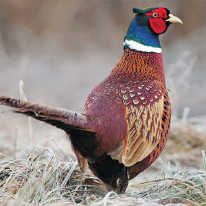 pheasant