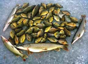  (photo by Kevan Paul) The results of targeting both bluegills and northern pike on the same fishing trip. 