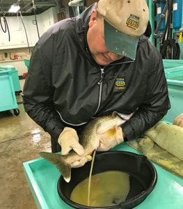 (photo by Steve Weisman) A DNR worker strips eggs from one of the female walleyes  from the final night of seining .