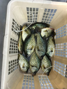 top panfish total-10 crappies weighing 7 pounds-9 ounces 