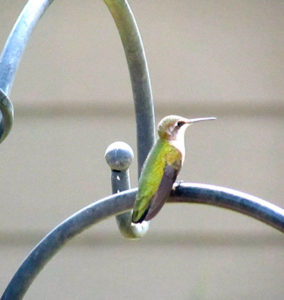 Hummingbird sits on a wrought iron railing after taking its bath.