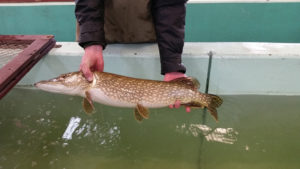 (photo submitted) Hatchery worker holds a nice northern pike taken during the early spring netting.